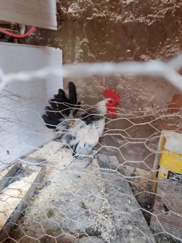 Animais de estimação 