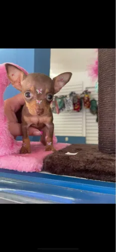Pinscher fêmea micro $2.500,00
