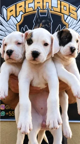 DOGO ARGENTINO PEDIGREE