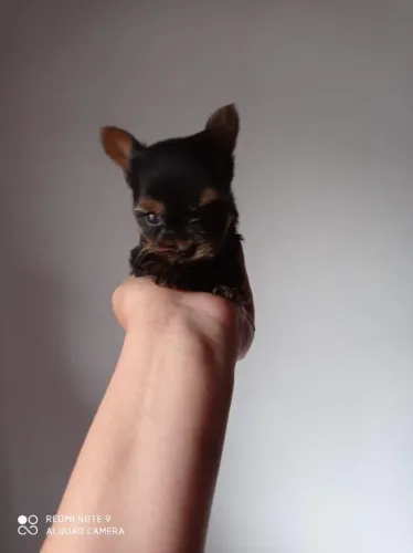 Yorkshire Terrier,Yorkshire Terrier Filhote Vacinado e Vermifugado