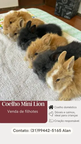 Coelho Mini Lion