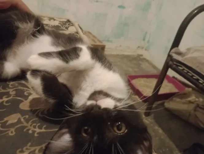Gatinho filhote machinho pra adoção