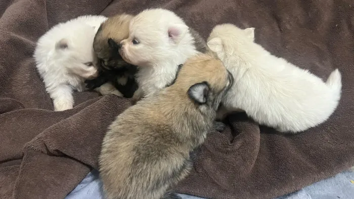 Filhotes de spitz alemão/lulu da pomerania