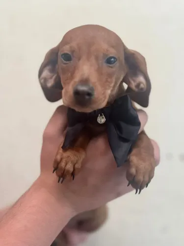 Filhote de Dachshund - Perfeito para Apartamento