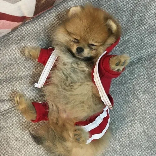 Spitz alemão Encontre seu novo companheiro hoje