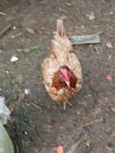 Combo de aves