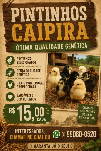 Pintinhos Caipira - R$ 15,00
