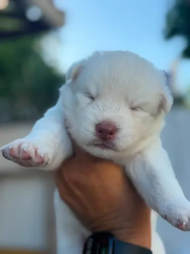 Filhote - Husky Siberiano Wooly