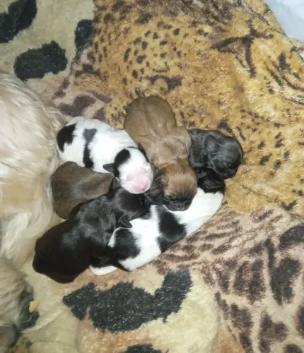 Vende-se filhotes de Shitsu mini!