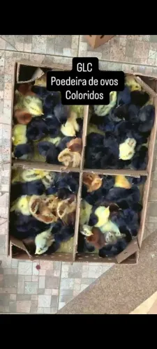 Pintinhos glc poedeira de ovos coloridos 8 dias de vida vacinados e vermifugados