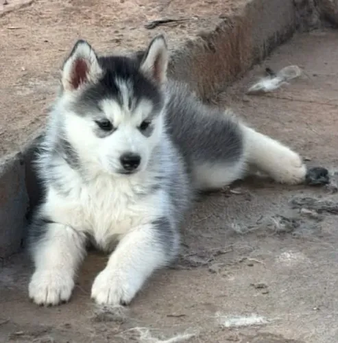 Husky siberiano