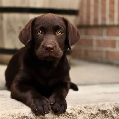Labrador de Excelente Padrão ?