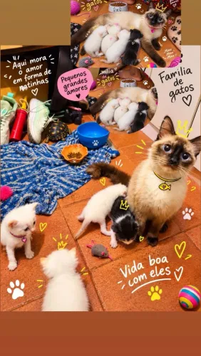 Doa se gatos