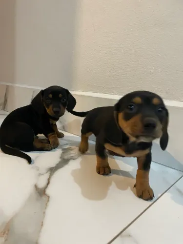 Filhotes de Basset Dachshund