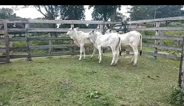 Três fêmeas Nelore