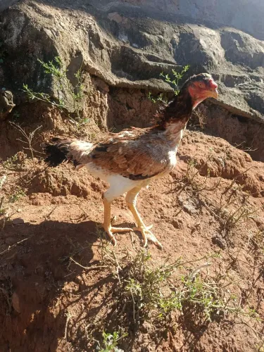Galinha índia