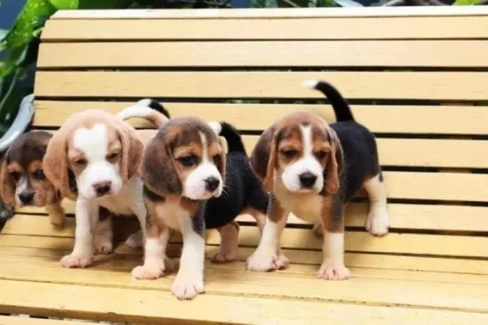 beagles 13 polegadas porte médio 