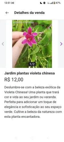 Jardim plantas violeta chinesa