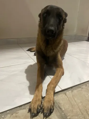 belga malinois Pra vender Rápido