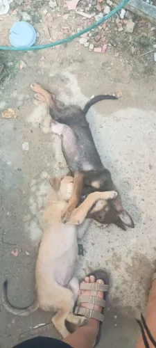 Doação de pet com amor 