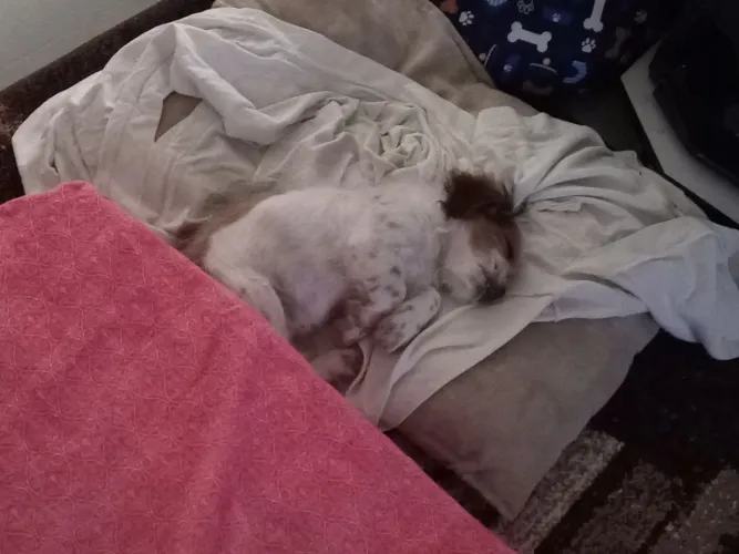 Vendo esse cachorrinho 