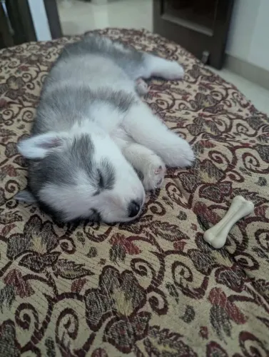 Husky siberiano O amor mais leve pode começar hoje