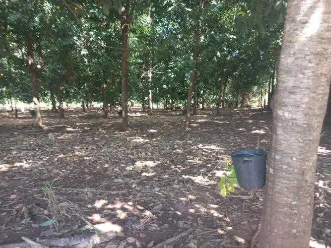 ÁREA RURAL À VENDA FORMADA EM SERINGUEIRA 2 ALQUEIRES ENGENHEIRO BALDUÍNO/SP