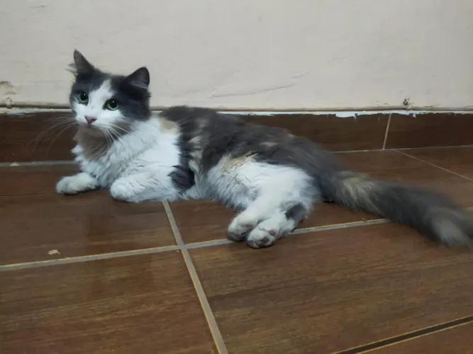 Gatinha para doação