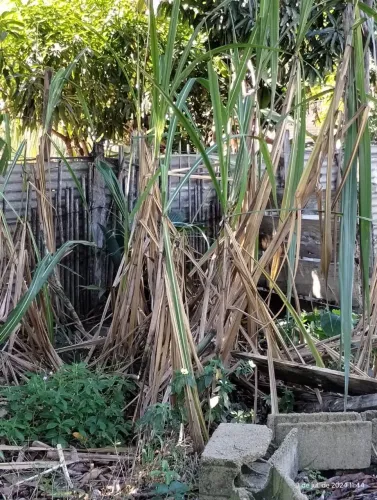 Terreno pronto para obra