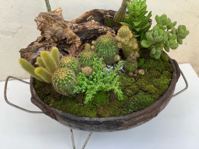 Arranjo e/Terrário grande com suculentas e cactos em vaso de barro