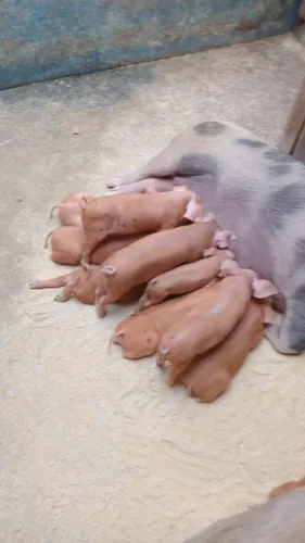 Lindos Leitões