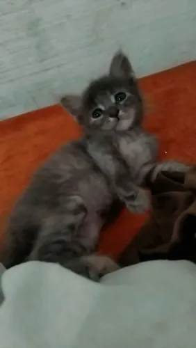 Gatinha Fêmea para adoção.