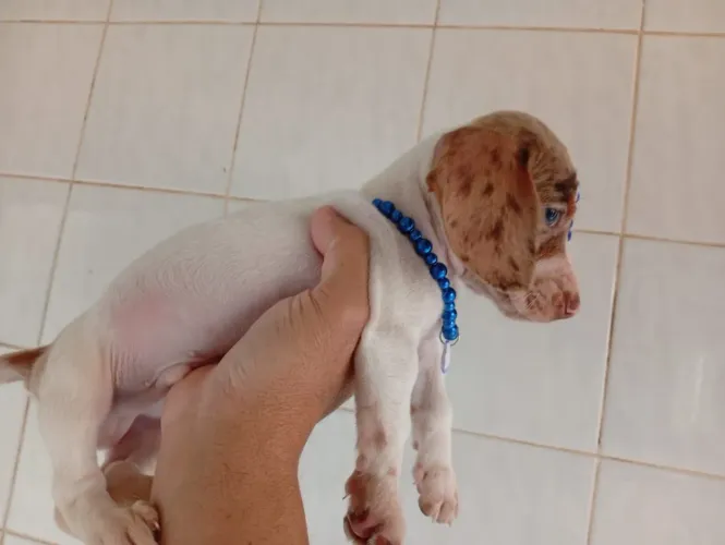 Filhotes dachshund salsicha mofados basset