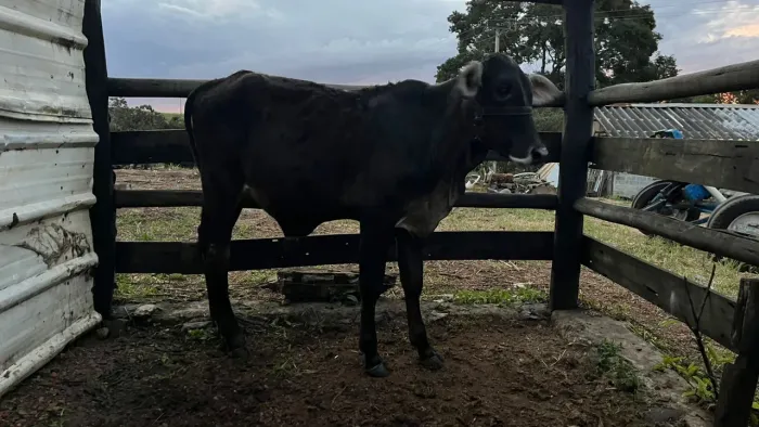 Vendo garrote guzerá 12 meses
