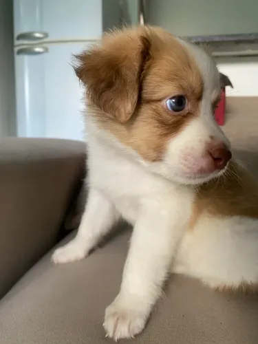 FILHOTE DE BODER COLLIE
