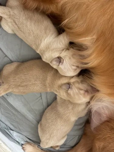 Filhotes de golden retriever