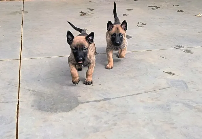 Pastor belga malinois