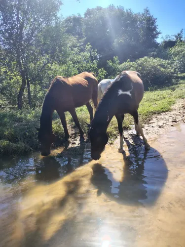 2 éguas mãe e filha SOMENTE TROCA