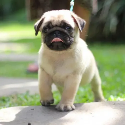 Filhotes de Pug | Amor que permanece no coração.