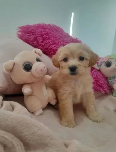Filhote de poodle toy fêmea 