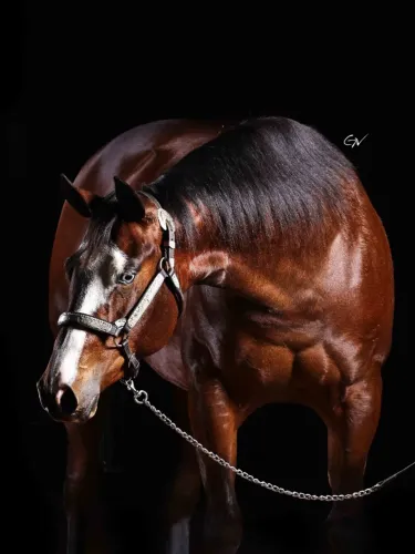 Macm Vintage Shines - Cavalo Quarto de Milha