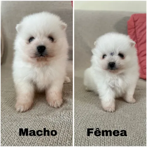 Filhotes de Spitz Albino 