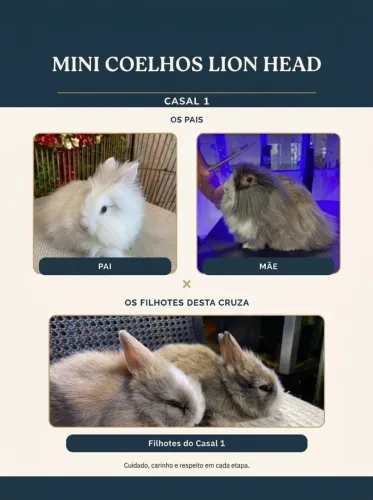 Mini coelho da raça Lion Head disponíveis 
