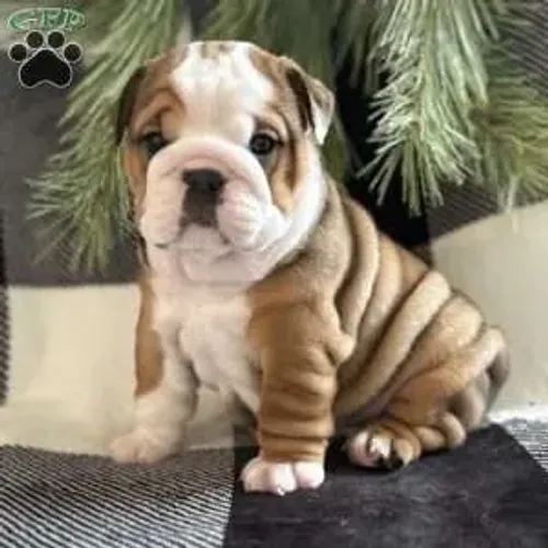 Bulldog Inglês Macho/Fêmea - Disponível Hoje