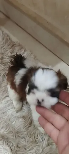 Shitzu macho micro