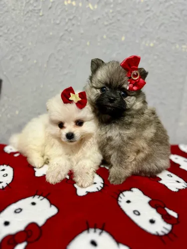 Fêmeas lulu da pomerania em até 12x 