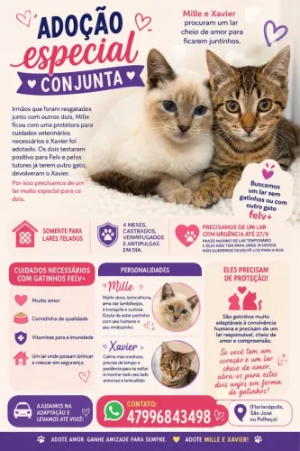 Doação conjunta de gatinhos