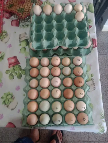 Ovos galinhas caipiras