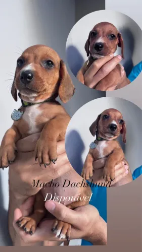 Filhote Salsicha Dachshund 
