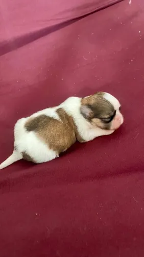 Shih Tzu fêmea mini